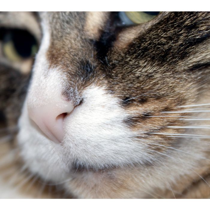 Up close shot of Space the Cat