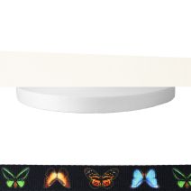 1 Inch Picture Quality Polyester Webbing Butterflies